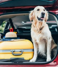 Mit Hund nach Kroatien - Einreise mit Hund nach Kroatien