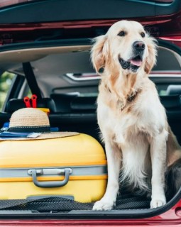Hundebesitzer, die ihren Vierbeiner mit in den Urlaub nach Kroatien nehmen, müssen einiges beachten.