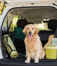 Einreise mit Hund oder Katze nach Österreich - Reisen mit Heimtieren