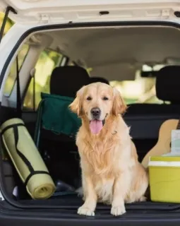 Wer einen längeren Urlaub in Österreich plant, will seine Haustiere nur ungern zurücklassen.