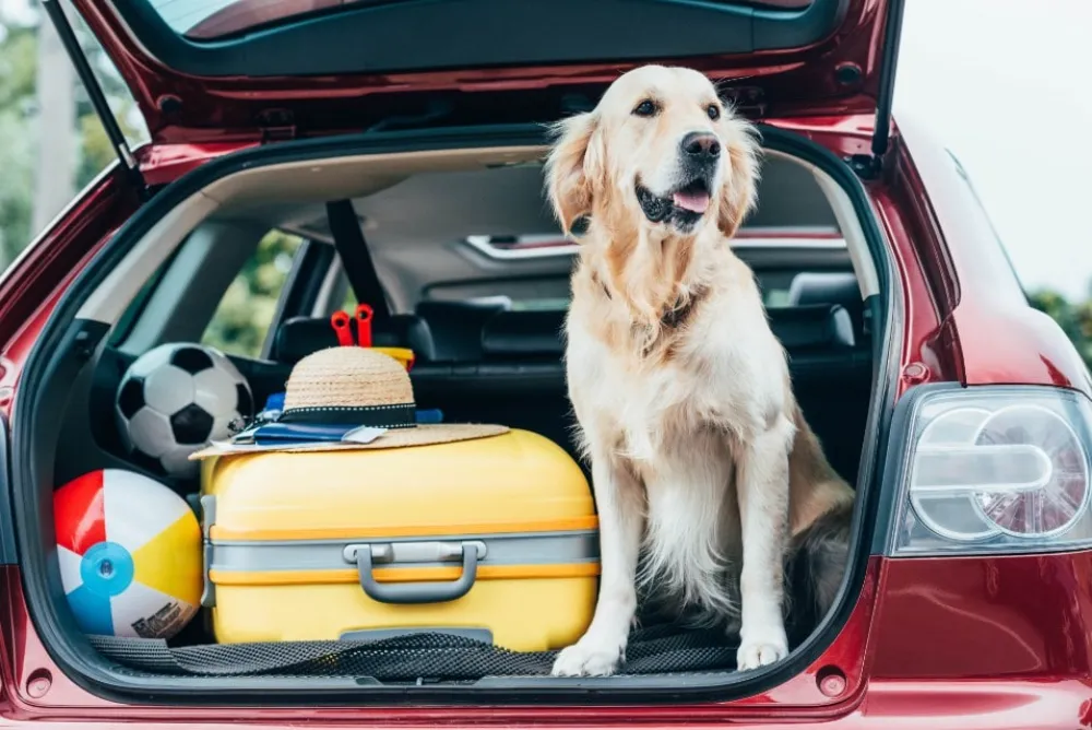 Hundebesitzer stehen bei der Planung eines Urlaubs vor einer schweren Entscheidung