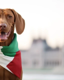 Tipps und Tricks für eine reibungslose Fahrt mit dem Hund nach Ungarn