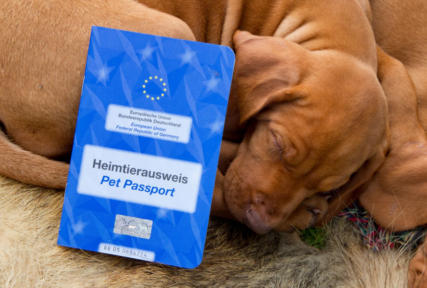 Das Dokument, das für alle Hunderassen im Urlaub eine wichtige Rolle spielt, ist der Heimtierausweis.